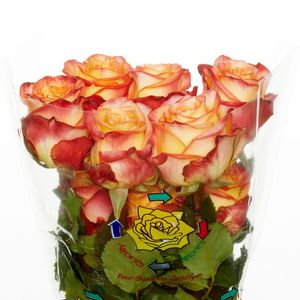ROSE TROPICAL NIGHT 40
